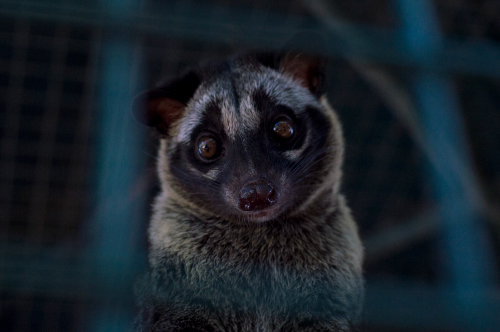 A small wide-eyed animal resting on a branch
