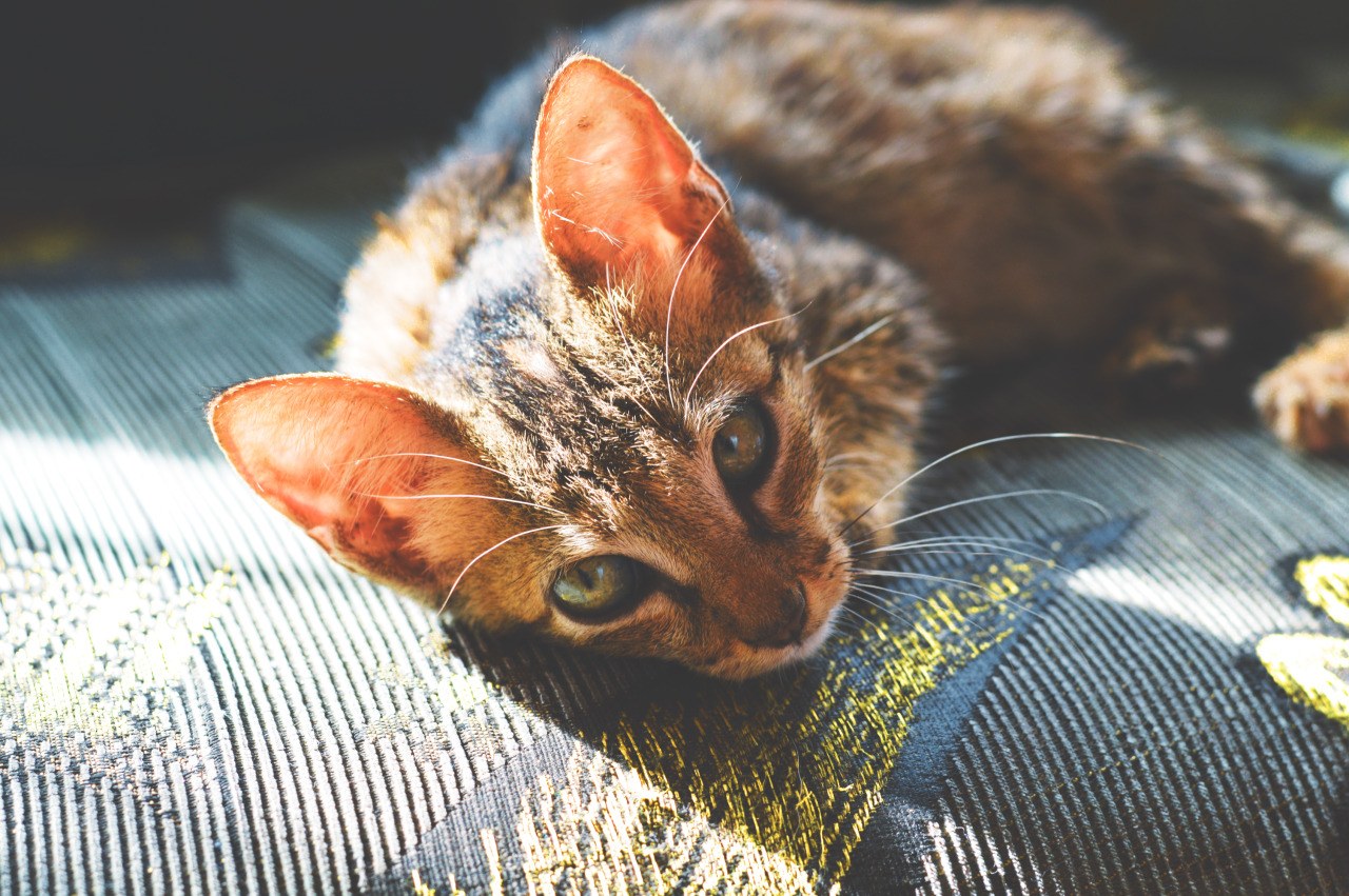 A kitten resting in the sunlight