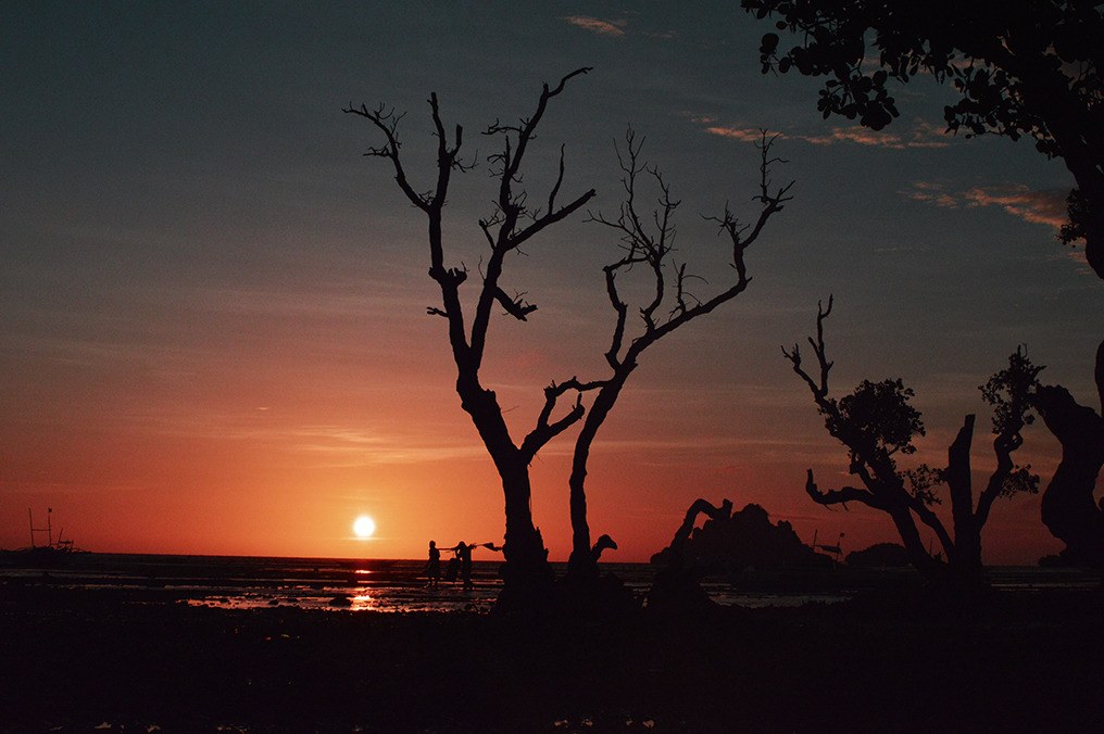 A sunset behind the silhouettes of bare trees